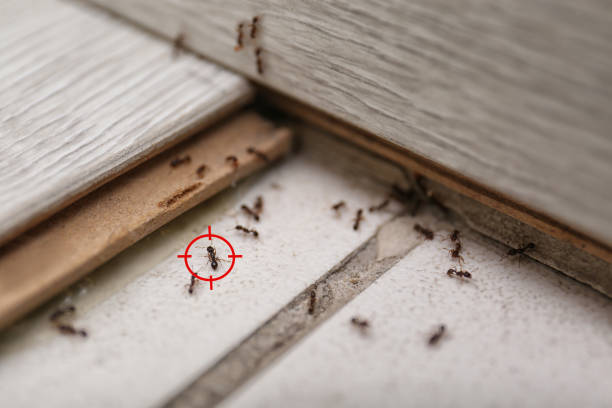 Stonewood, WV Pest Control Company