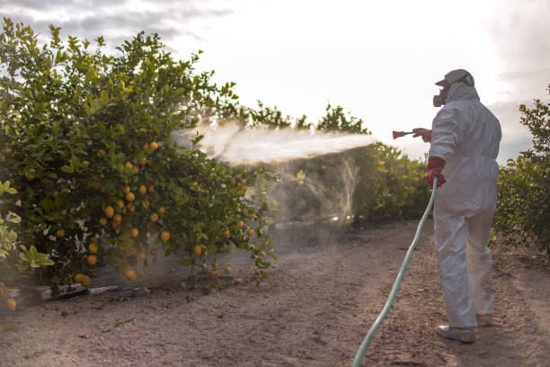 Best Wasp Removal Services  in Stonewood, WV