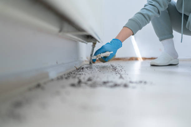 Flea Control Services in Stonewood, WV